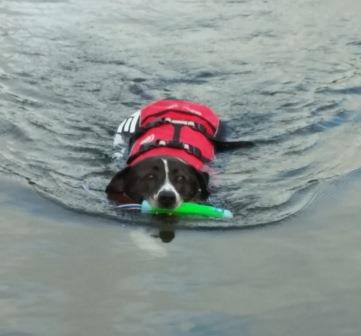 Max swimming